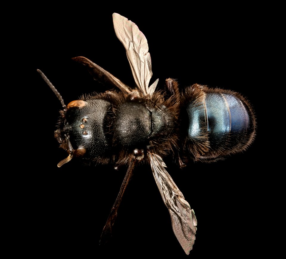 Osmia montana, back, f, Mariposa CA 2017-07-27-18.56