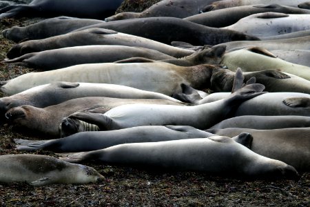 Elephant seals near Cambria, CA photo