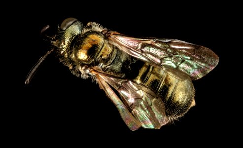 Ceratina species, m, back, bright green, San Francisco, CA 2016-05-04-15.41