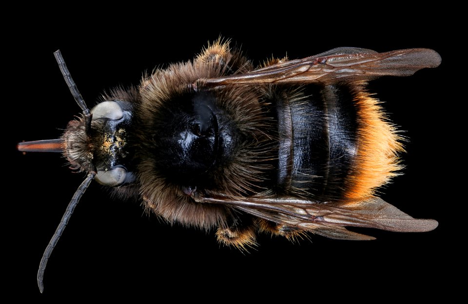 Bombus ruderarius, m, back, Podunajska, Slovakia 2020-02-17-15.59.49 ZS PMax UDR