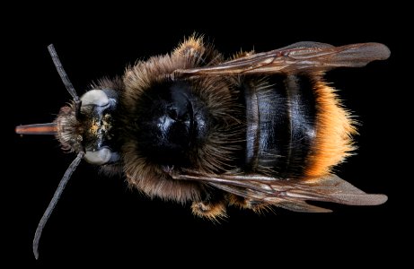 Bombus ruderarius, m, back, Podunajska, Slovakia 2020-02-17-15.59.49 ZS PMax UDR