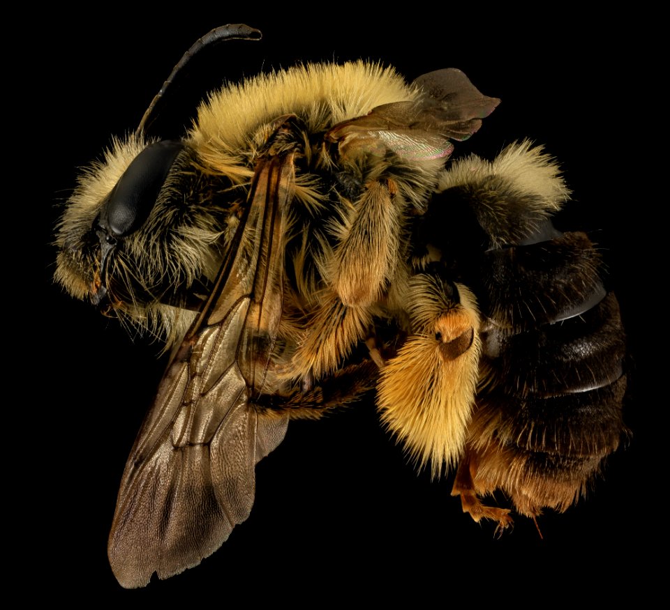 Eucera dubitata, F, Side, OH, Washington County 2014-05-19-17.41.31 ZS PMax