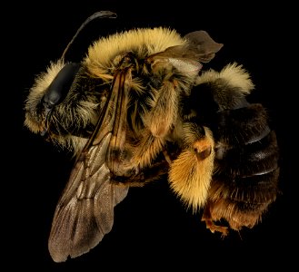 Eucera dubitata, F, Side, OH, Washington County 2014-05-19-17.41.31 ZS PMax photo