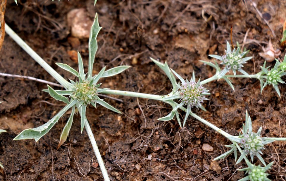 San Diego button-celery blooms after vernal pools dry up photo