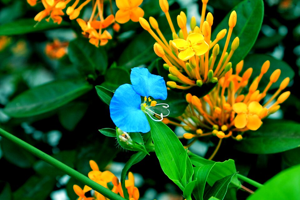 Blue flower garden nature