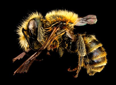 Osmia caerulescens, M, side, Maine, Hancock County 2013-03-21-16.26.50 ZS PMax photo