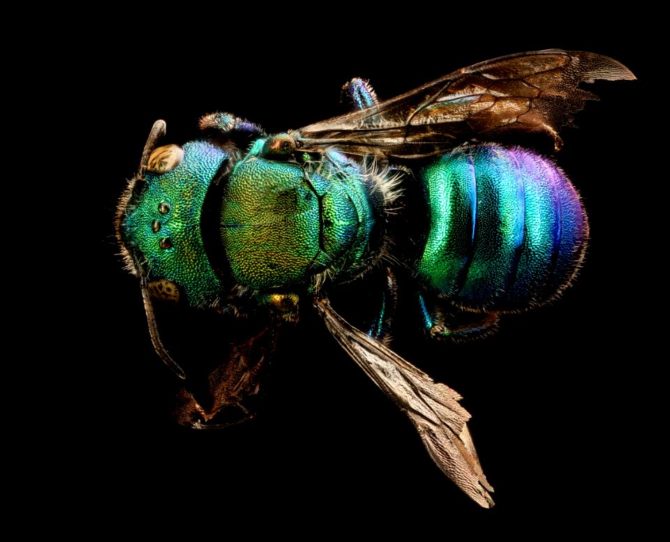 Osmia aglaia, f, back, Mariposa CA 2017-08-03-11.35