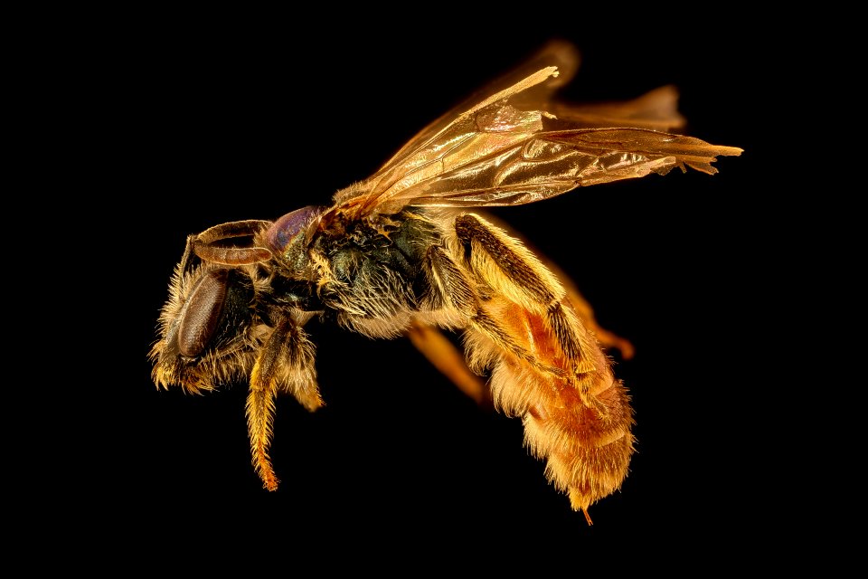 Ruizanthedella mutabilis, f, left, Patagonia, Chile 2018-07-13-23.38.30 ZS PMax UDR