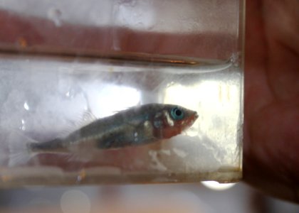 An unarmored threespine stickleback at the California Department of Fish and Wildlife's (CDFW) Fillmore Fish Hatchery.