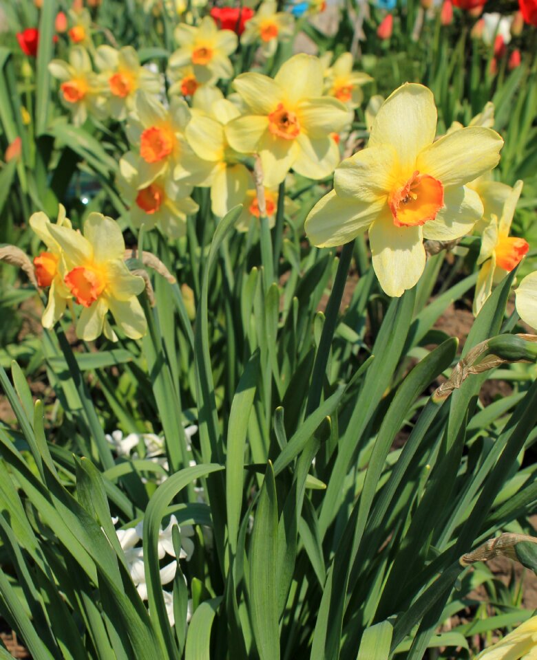 Spring bloom blooming