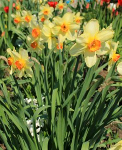 Spring bloom blooming