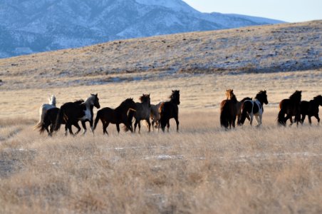 Onaqui Wild Horse Gather 02/20/12
