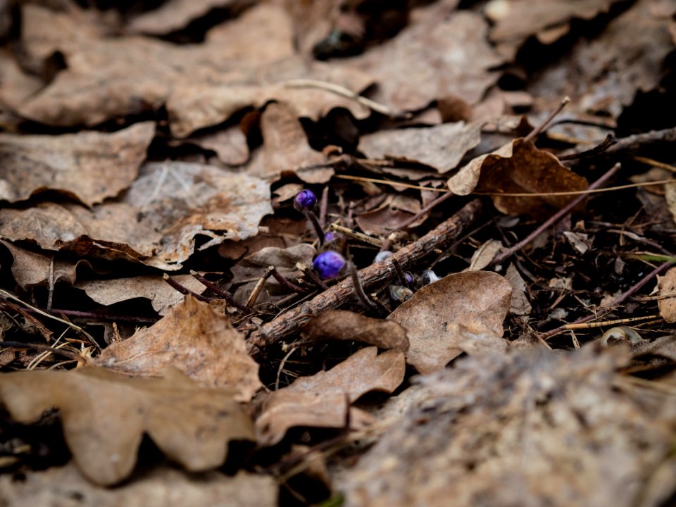 Promises of Spring