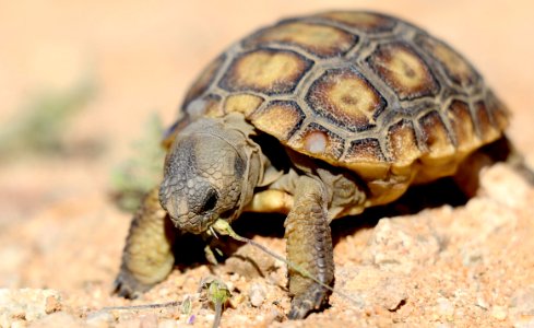 Juvenile desert tortoise at 29 Palms Marine Corps Base