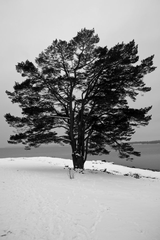 A lonely tree