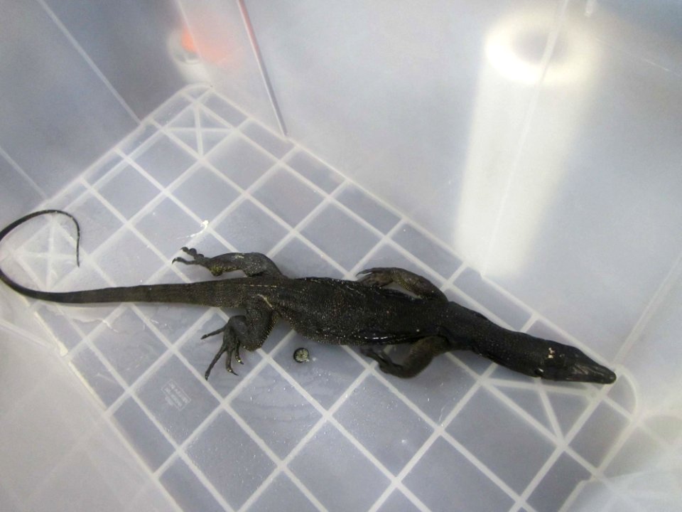 Philippine monitor lizard