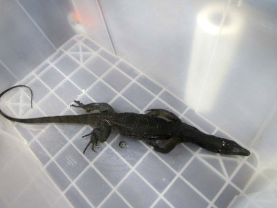 Philippine monitor lizard