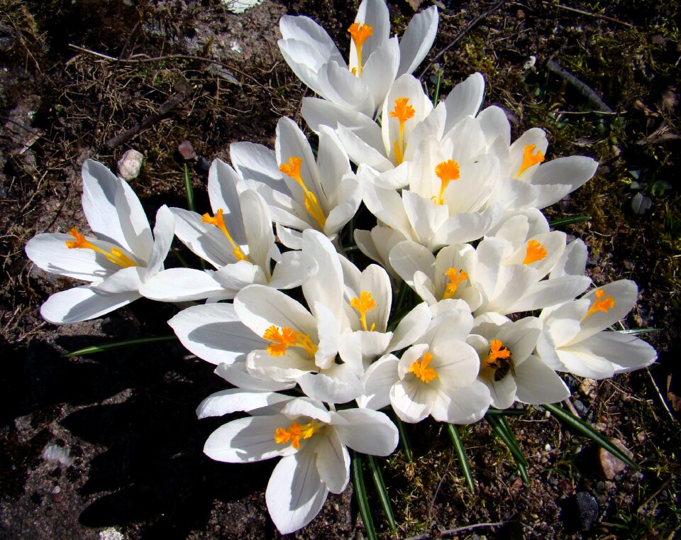 Spring our characters white