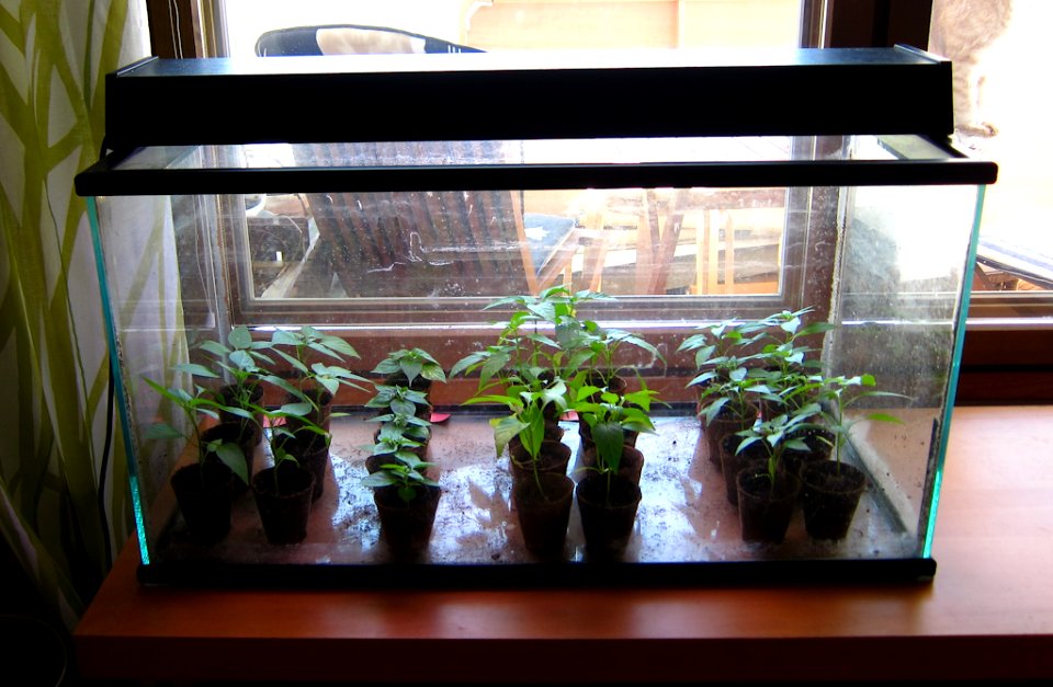 Chili growing