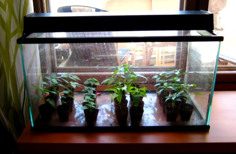 Chili growing