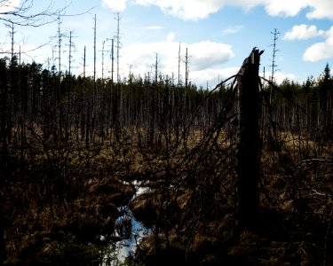 The Bog of Doom photo