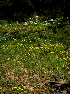 Flowering photo