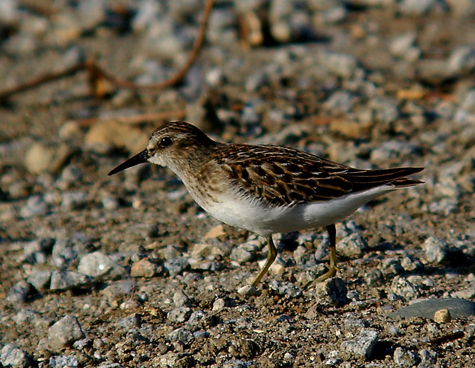 SANDPIPER, LEAST (8-18-05) slo co. ca