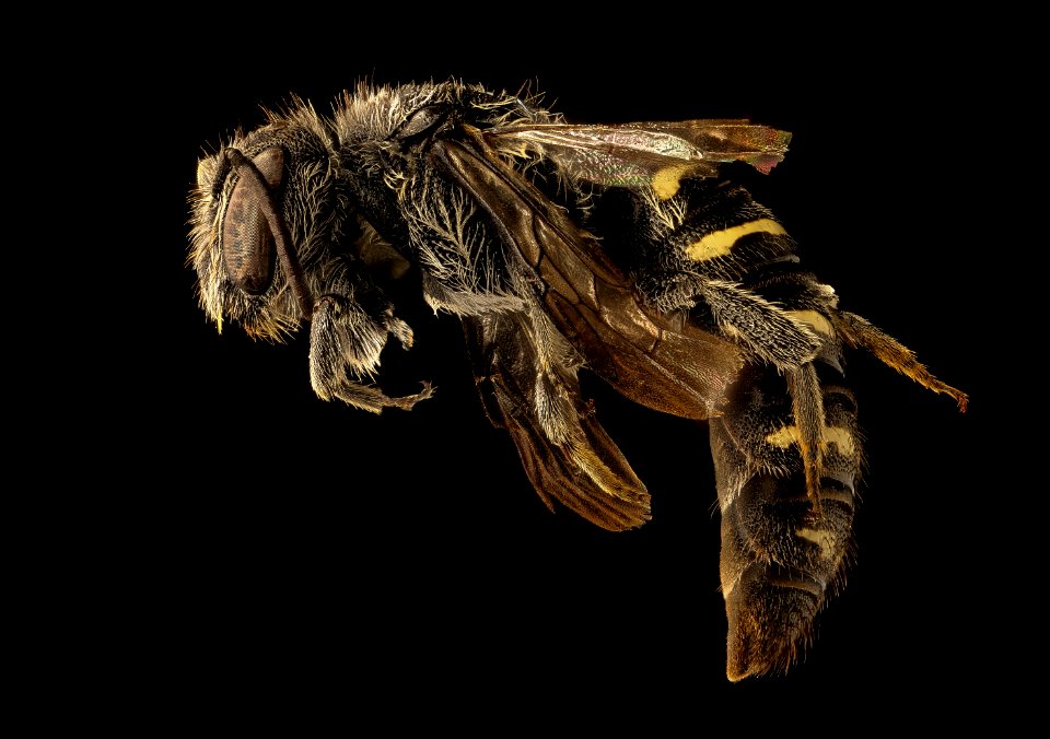 Stelis subemarginata, f, left, Washington Co., Maine 2018-06-20-22.55.41 ZS PMax UDR