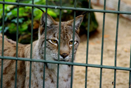 ein Luchs in Gefangenschaft