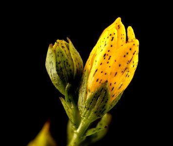 Hypericum punctatum, Spotted St. Johnswort, Howard County, MD, Helen Lowe Metzman 2017-08-24-11.19