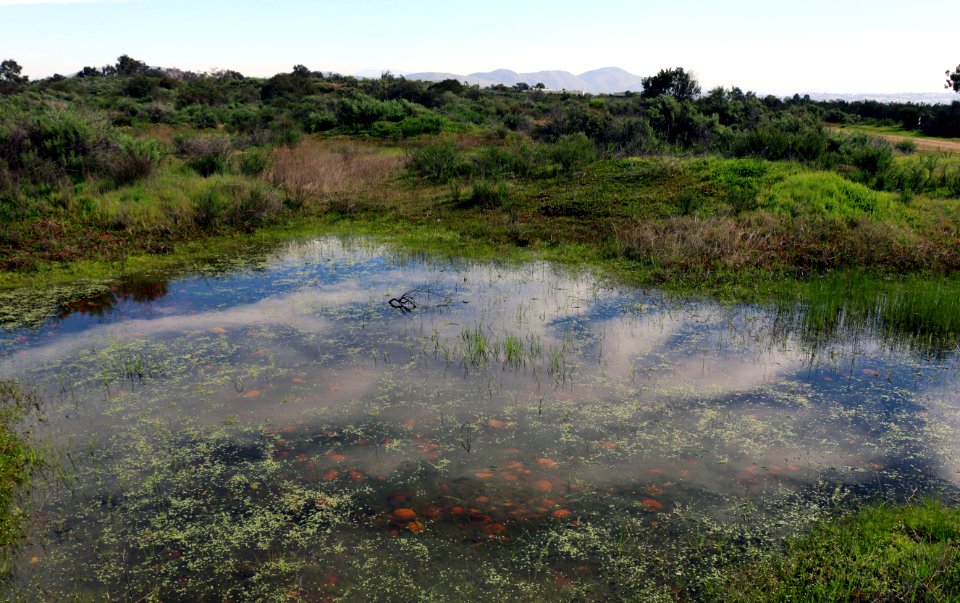 Vernal Pool at Montgomery Field, San Diego County