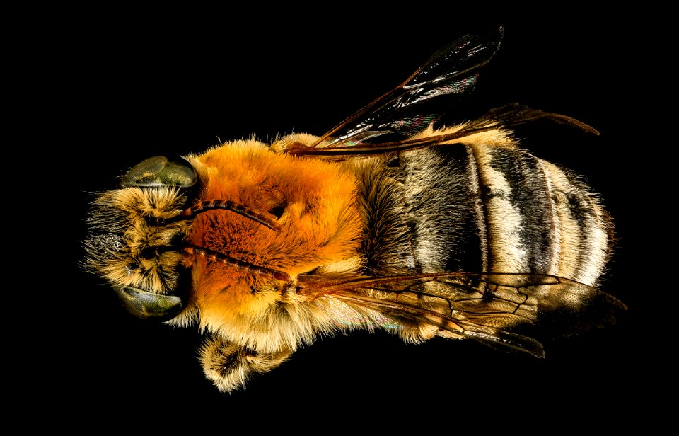Martinapis luteicornis, f, back, Cochise Co. AZ 2016-10-20-16.15