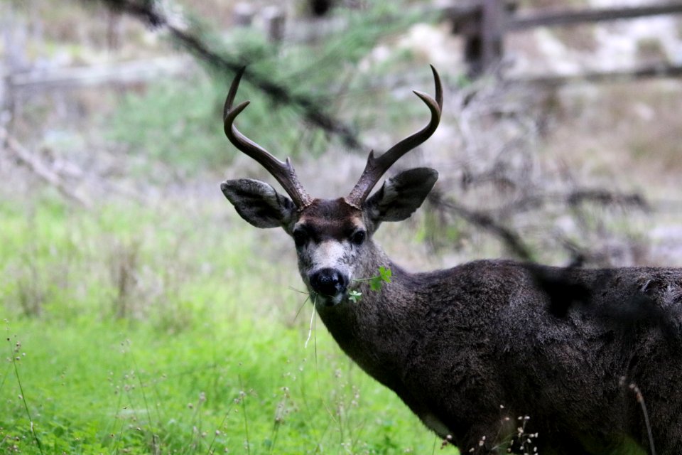 Male black-tailed deer in Pacific Grove, CA.
