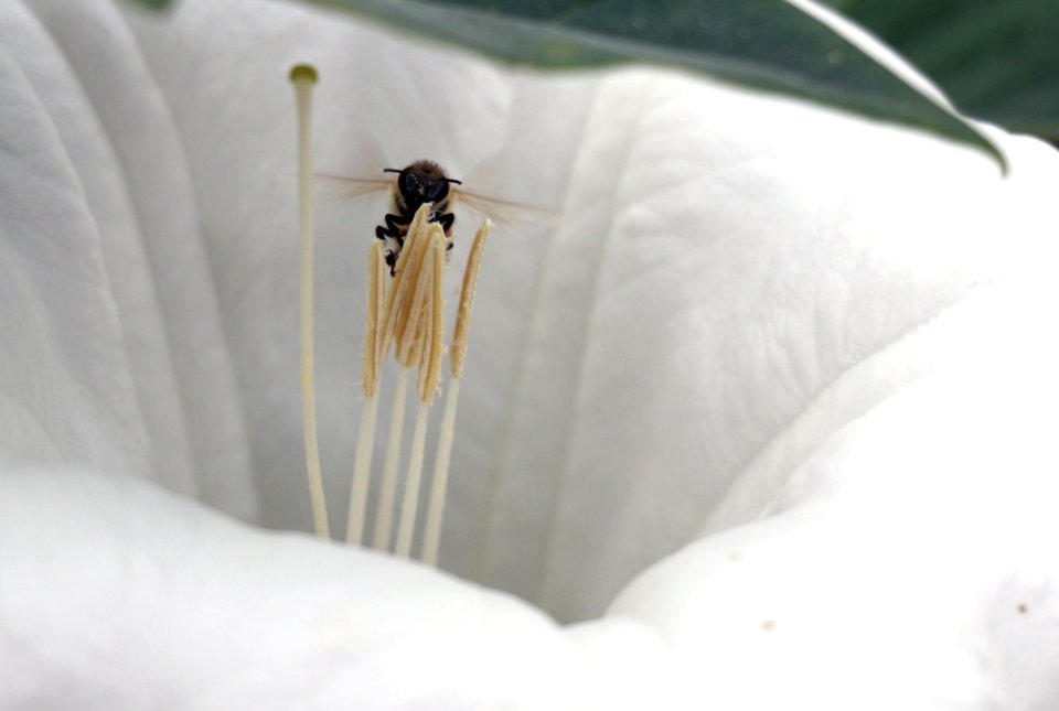 Jimsonweed (Datura wrightii) and honey bee