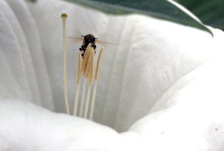 Jimsonweed (Datura wrightii) and honey bee photo