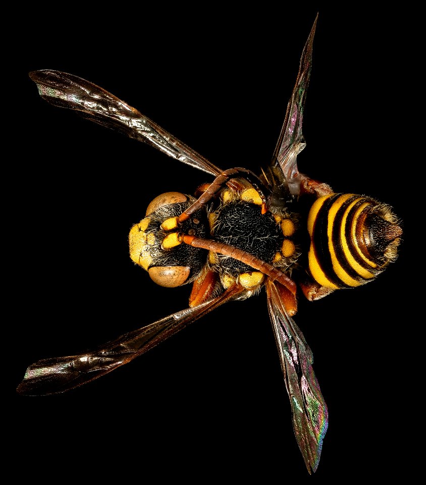 Nomada rubicunda, m, back, Worchester Co, MD 2016-02-18-10.53