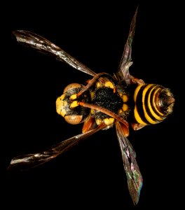 Nomada rubicunda, m, back, Worchester Co, MD 2016-02-18-10.53 photo