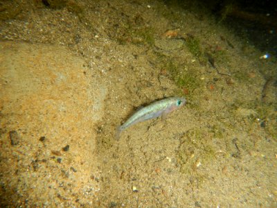 An unarmored threespine stickleback (UTS) swims in new habitat after being released into the wild by a team of biologists and scientists from the U.S. Fish and Wildlife Service and the California Department of Fish and Wildlife. photo