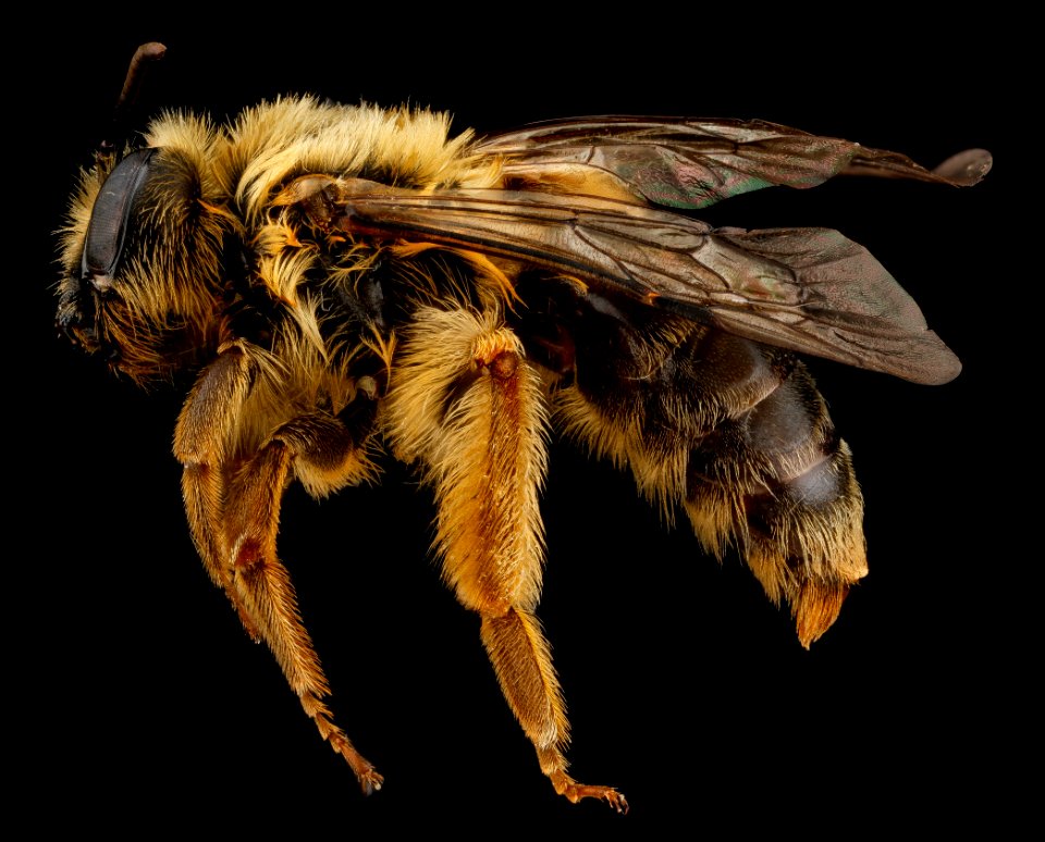 Andrena helianthi, U, side, Connecticut, New Haven County 2012-12-14-14.15.24 ZS PMax