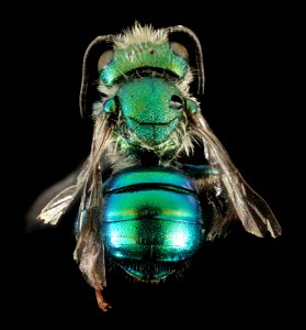 Osmia bruneri, M,  Park co., Wyoming, back 2015-11-20-19.37