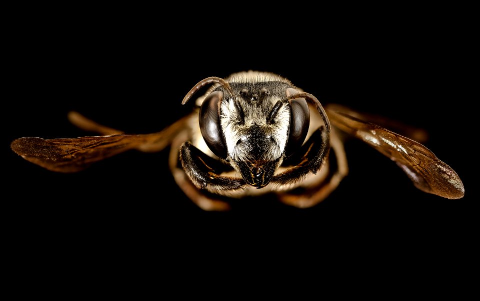 Megachile pruina, f, charlotte county, fl, face 2016-08-24-13.28