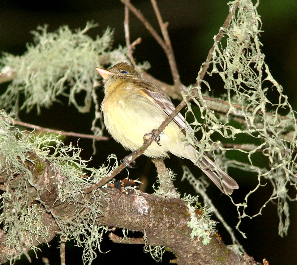 FLYCATCHER, PACIFIC SLOPE (5-2-07) -3