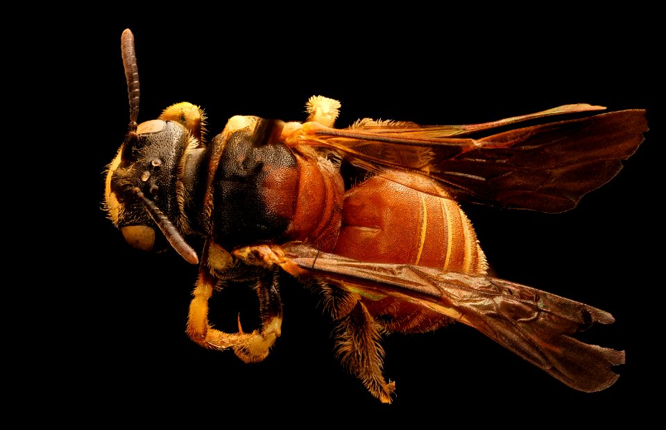 Protandrena abdominalis, f, back, Colorado Co., TX 2017-07-25-18.02