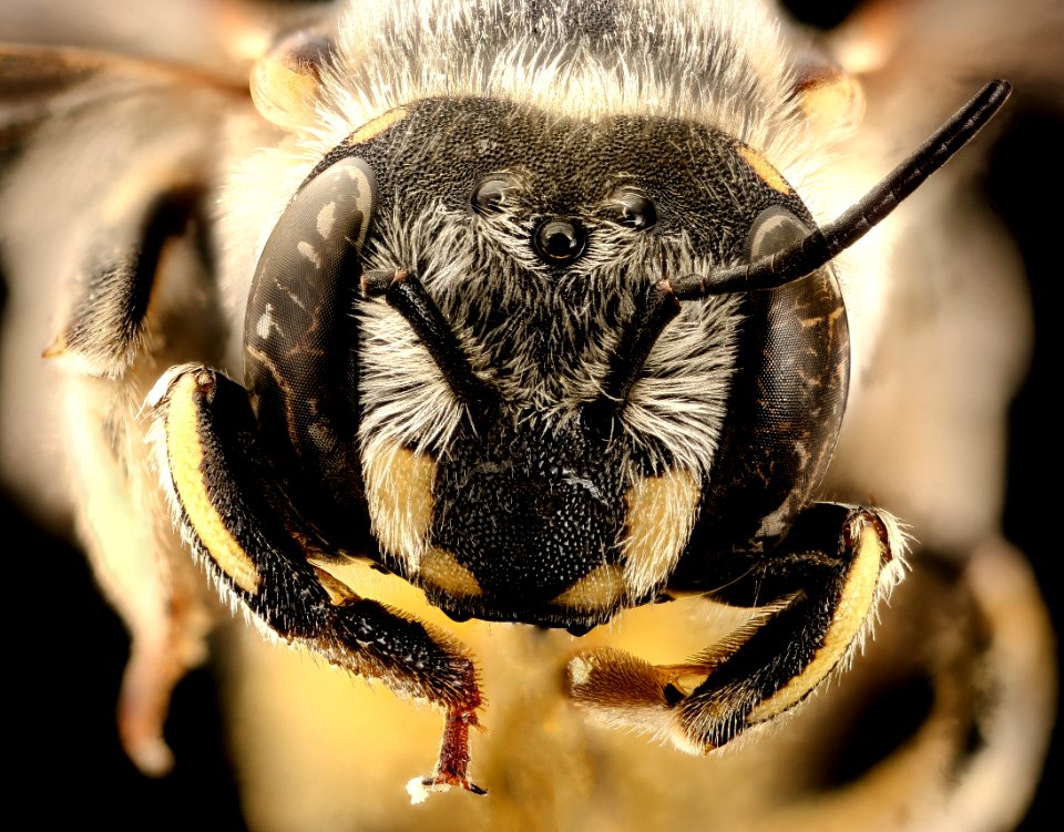 Anthidium porterae, face, Hidalgo Co., MD 2016-09-30-16.23