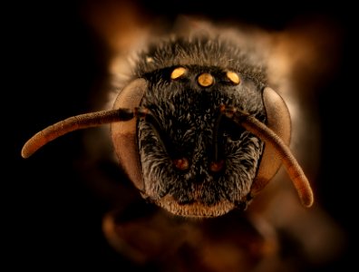 Meliplebeia  beccarii, f, face, Frederick Co., MD 2018-08-15-16.50.17 ZS PMax UDR