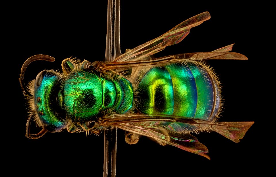 Corynura species, f, back, Canton, Chile 2018-07-13-23.48