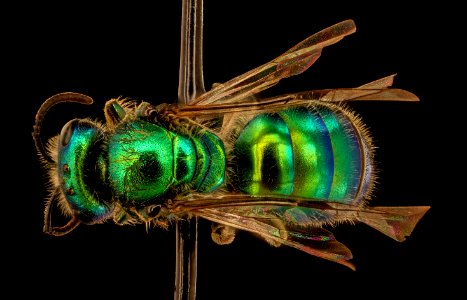 Corynura species, f, back, Canton, Chile 2018-07-13-23.48