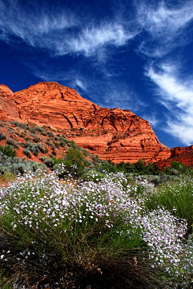 Cottonwood Canyon Wilderness