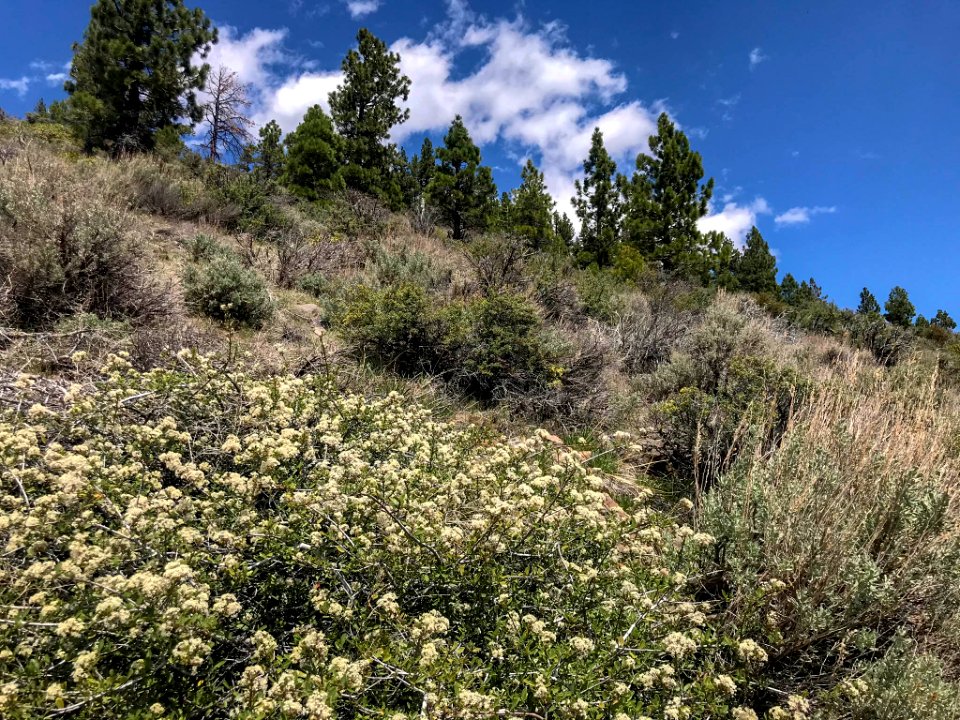 Tobacco bush blooming in the Sierra Nevada