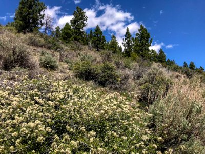 Tobacco bush blooming in the Sierra Nevada